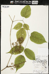 Aralia racemosa image