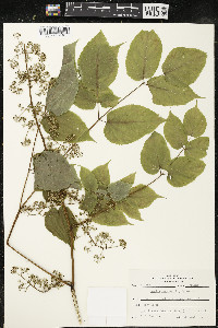 Aralia racemosa image