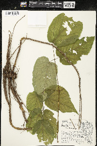 Aralia racemosa image