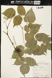 Aralia racemosa image