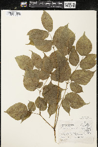 Aralia racemosa image