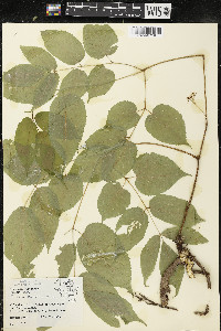 Aralia racemosa image