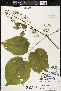 Aralia racemosa image