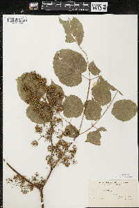 Aralia racemosa image