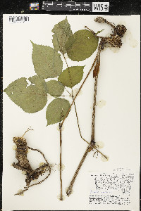 Aralia racemosa image