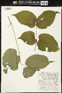 Aralia racemosa image