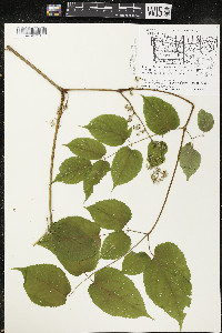 Aralia racemosa image