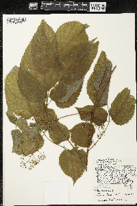 Aralia racemosa image