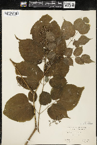 Aralia racemosa image