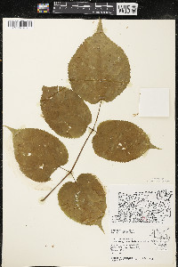 Aralia racemosa image