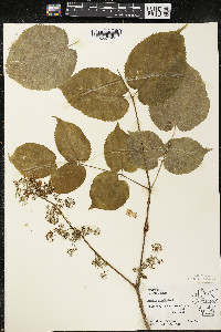 Aralia racemosa image