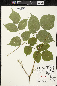 Aralia racemosa image