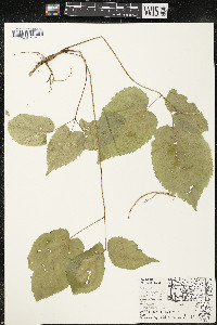 Aralia racemosa image