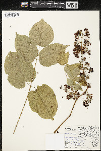 Aralia racemosa image