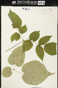 Aralia racemosa image