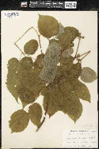 Aralia racemosa image