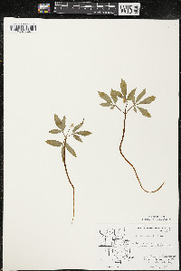 Panax trifolius image