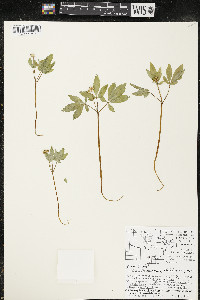 Panax trifolius image