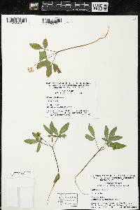 Panax trifolius image