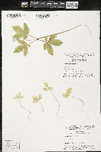 Panax trifolius image