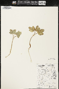 Panax trifolius image