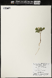 Panax trifolius image