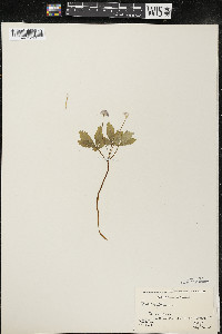 Panax trifolius image