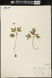 Panax trifolius image