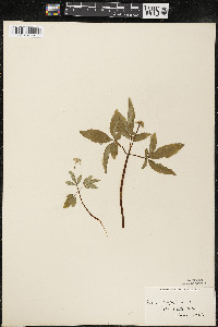 Panax trifolius image