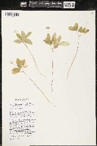 Panax trifolius image