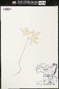 Panax trifolius image