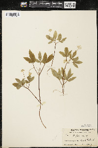 Panax trifolius image