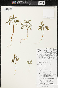 Panax trifolius image