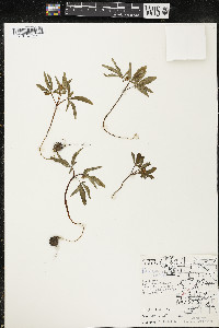 Panax trifolius image