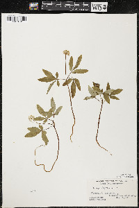 Panax trifolius image