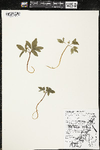 Panax trifolius image