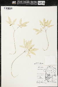 Panax trifolius image