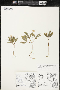 Panax trifolius image