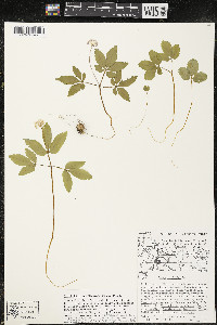 Panax trifolius image