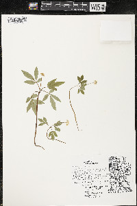 Panax trifolius image