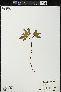 Panax trifolius image