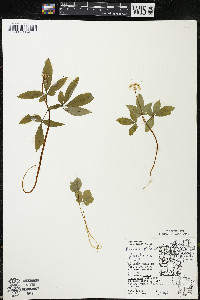 Panax trifolius image