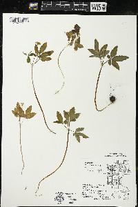 Panax trifolius image