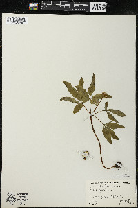 Panax trifolius image