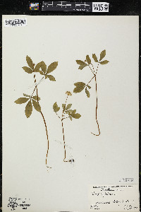 Panax trifolius image