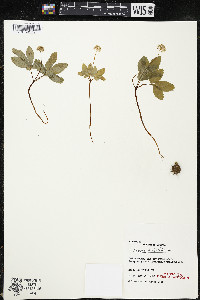 Panax trifolius image