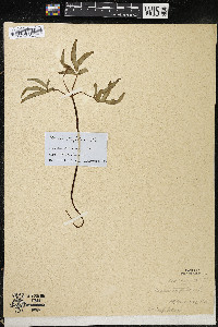 Panax trifolius image