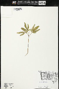 Panax trifolius image
