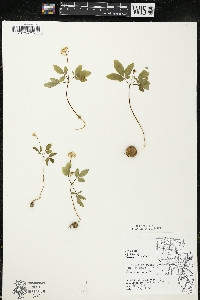 Panax trifolius image