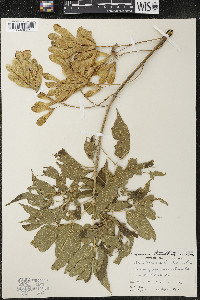Acer negundo var. violaceum image